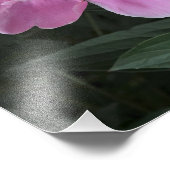 12"x12" Pink Peony Fotodruck (Ecke)