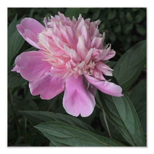 12"x12" Pink Peony Fotodruck (Vorne)