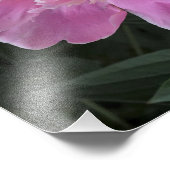 12"x12" Pink Peony Fotodruck (Ecke)