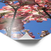 12"x12" Rosa Dogwood Fotodruck (Ecke)