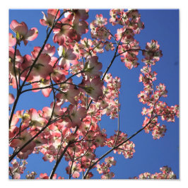 12"x12" Rosa Dogwood Fotodruck