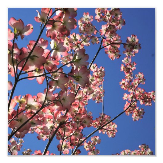 12"x12" Rosa Dogwood Fotodruck (Vorne)