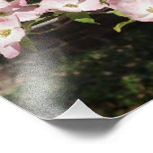 12"x12" rosa Dogwood" Fotodruck (Ecke)