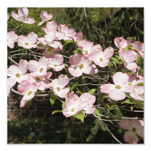 12"x12" rosa Dogwood" Fotodruck (Vorne)