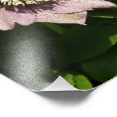 12"x12" Rosa Hellebore Fotodruck (Ecke)
