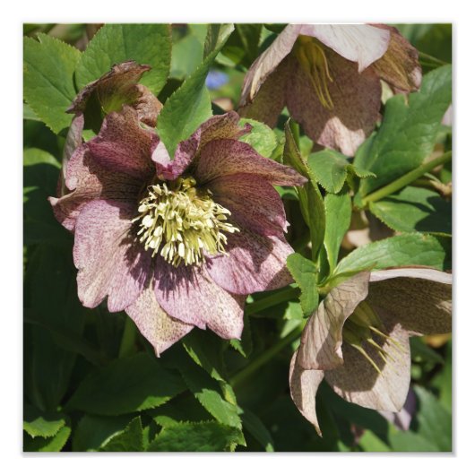 12"x12" Rosa Hellebore Fotodruck (Vorne)