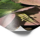 12"x12" Rosa Hellebore Fotodruck (Ecke)