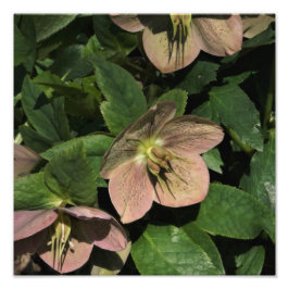 12"x12" Rosa Hellebore Fotodruck