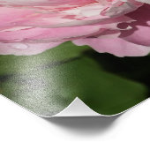 12"x12" Rosa Peony Fotodruck (Ecke)