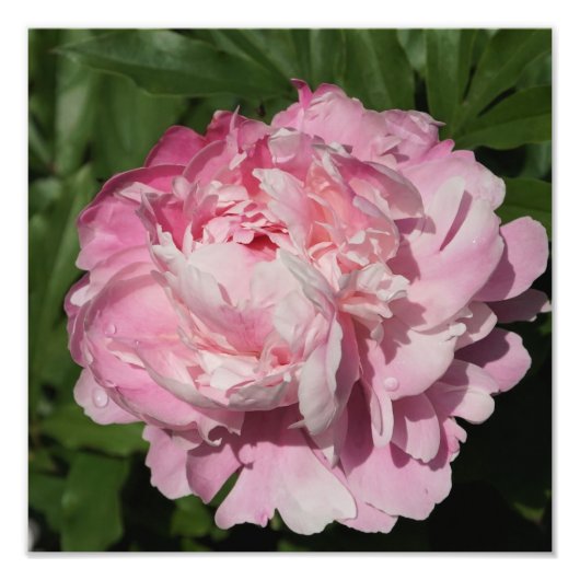 12"x12" Rosa Peony Fotodruck (Vorne)