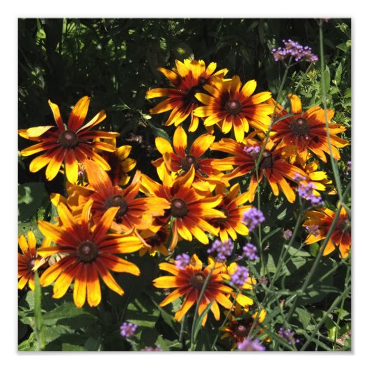 12"x12" Rudbeckia Fotodruck (Vorne)