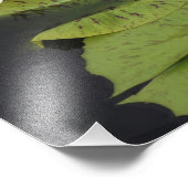 12"x12" Wasserlilie Fotodruck (Ecke)