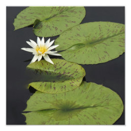 12"x12" Wasserlilie Fotodruck