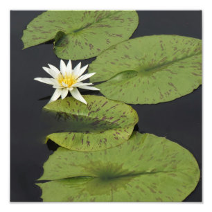 12"x12" Wasserlilie Fotodruck