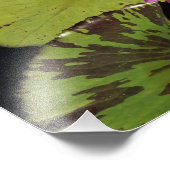 12"x12" Wasserlilie Fotodruck (Ecke)
