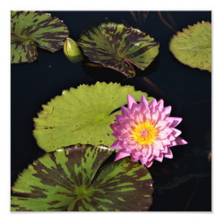 12"x12" Wasserlilie Fotodruck