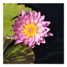 12"x12" Wasserlilie Fotodruck
