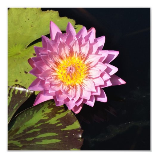 12"x12" Wasserlilie Fotodruck (Vorne)