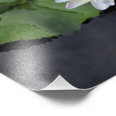 12"x12" Wasserlilie Fotodruck (Ecke)