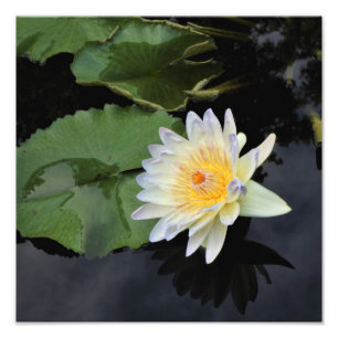 12"x12" Wasserlilie Fotodruck