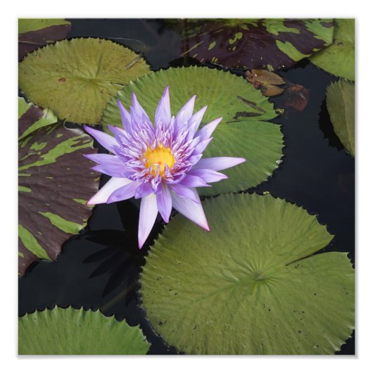 12"x12" Wasserlilie Fotodruck (Vorne)