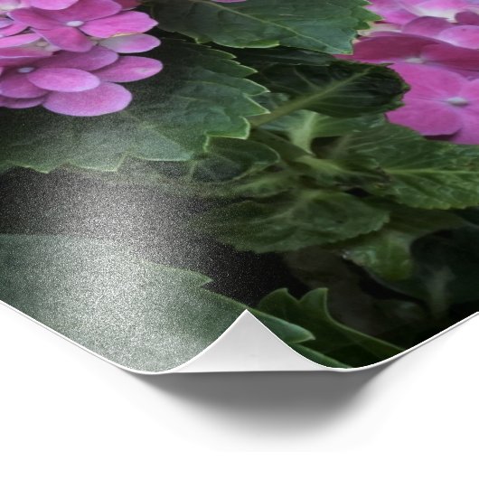 12"x16" Pink Hydrangea Fotodruck (Ecke)