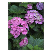 12"x16" Pink Hydrangea Fotodruck (Vorne)