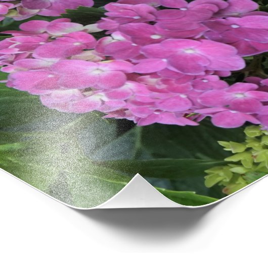 12"x16" Pink Hydrangea Fotodruck (Ecke)