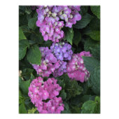 12"x16" Pink Hydrangea Fotodruck (Vorne)