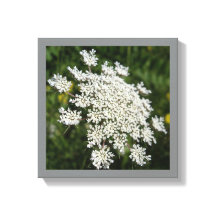 12 Zoll x 12 Zoll Weißkönigin Ann's Spitzen-Foto