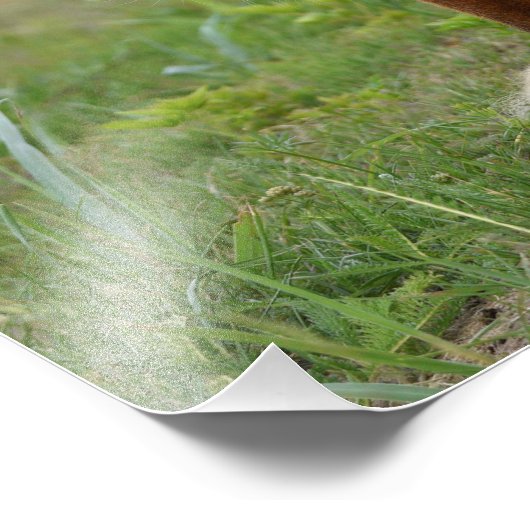 12x12 Foto Fuchs (Ecke)