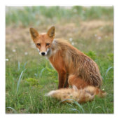12x12 Foto Fuchs (Vorne)