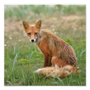 12x12 Foto von Fuchs