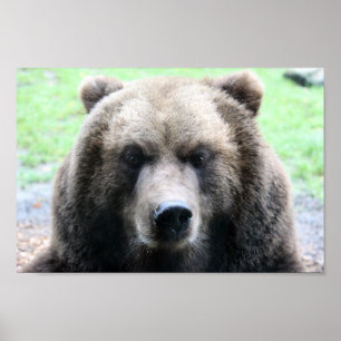 12X12 GRIZZLICH BEAR FOTOGRAFIE POSTER
