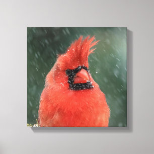 12x12 Kardinal in einem Kiefernbaum bei einem Schn Leinwanddruck