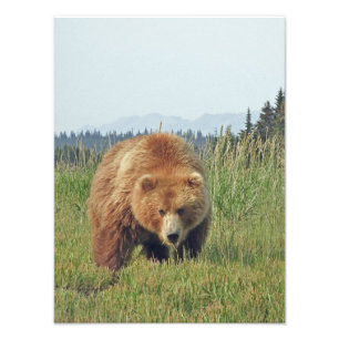 12x16 Foto aus Grizzlybär mit Satinoberfläche
