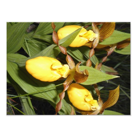 12x16 Foto drucken (Vorne)