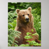 12x16 Poster (Matte) mit Grizzlybär (Vorne)