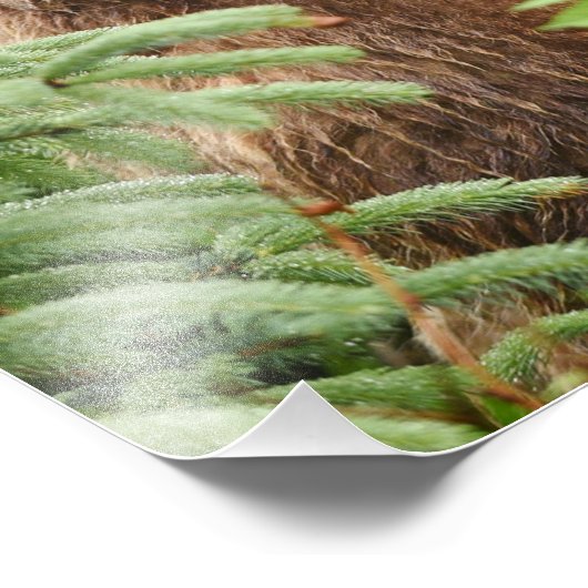 12x16 Satinfinish Foto von Grizzlybär (Ecke)