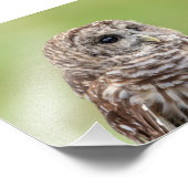 12x18 Barred Owl Portrait Fotodruck (Ecke)