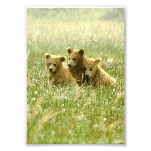 12x18 grizzlybären Foto Print (Vorne)