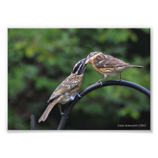12x18 Grosbeak Mutter und Jugend Fotodruck (Vorne)