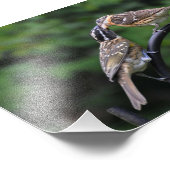 12x18 Grosbeak Mutter und Jugend Fotodruck (Ecke)