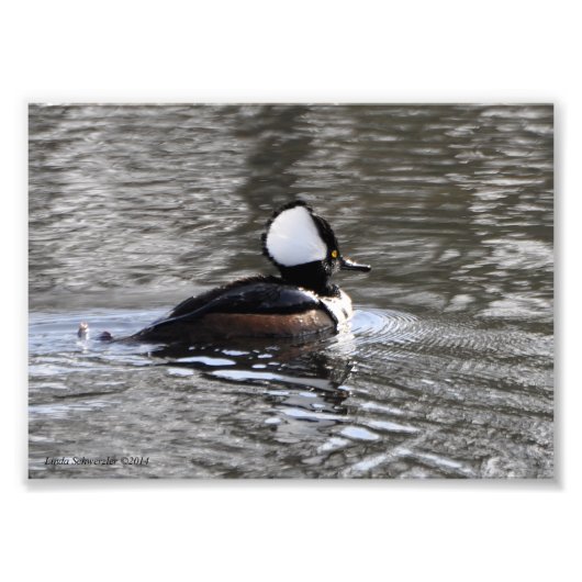 12x18 Hooded Merganser Duck Fotodruck (Vorne)