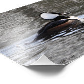 12x18 Hooded Merganser Duck Fotodruck (Ecke)
