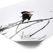 12x18 Kingfisher gegen den Sternenhimmel Fotodruck (Ecke)