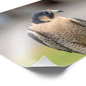 12x18 Peregrine Falcon Fotodruck (Ecke)