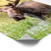 12x18 Posterpapier (Matte) aus Elch Poster (Ecke)