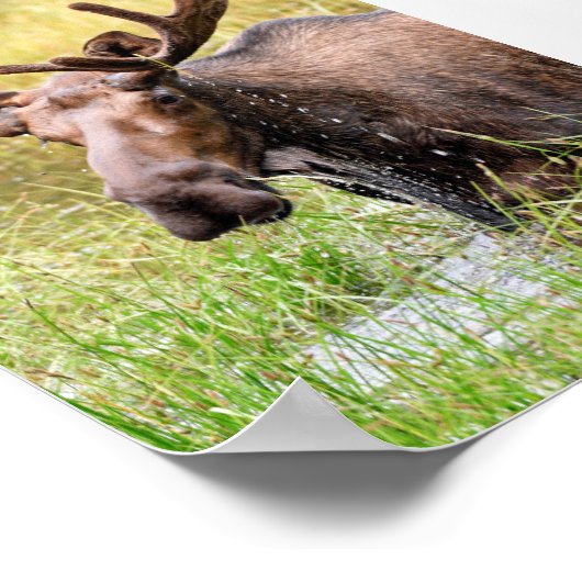 12x18 Posterpapier (Matte) aus Elch Poster (Ecke)
