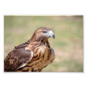 12x18 Red-Tail Hawk Fotodruck (Vorne)